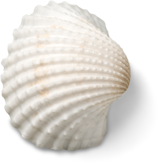 Shell.